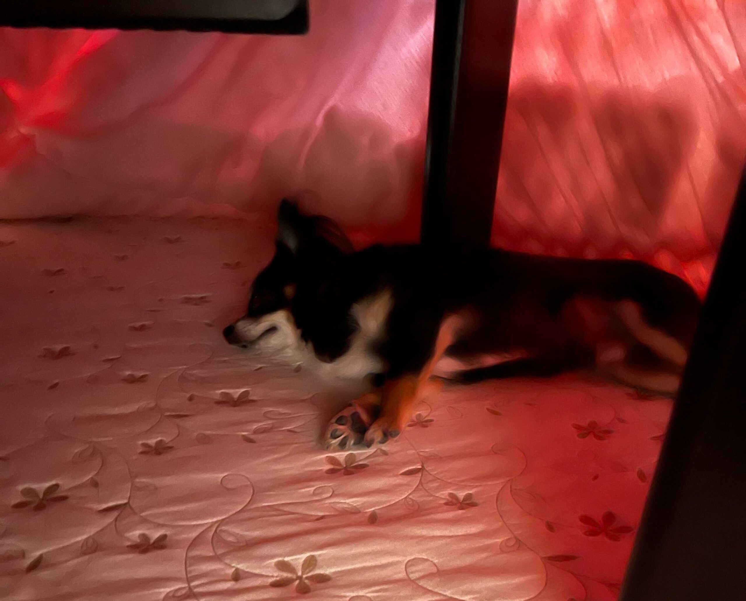 ちょっと休憩、チワワです #1