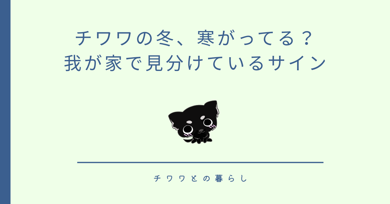 チワワの冬、寒がってる?我が家で見分けているサイン
