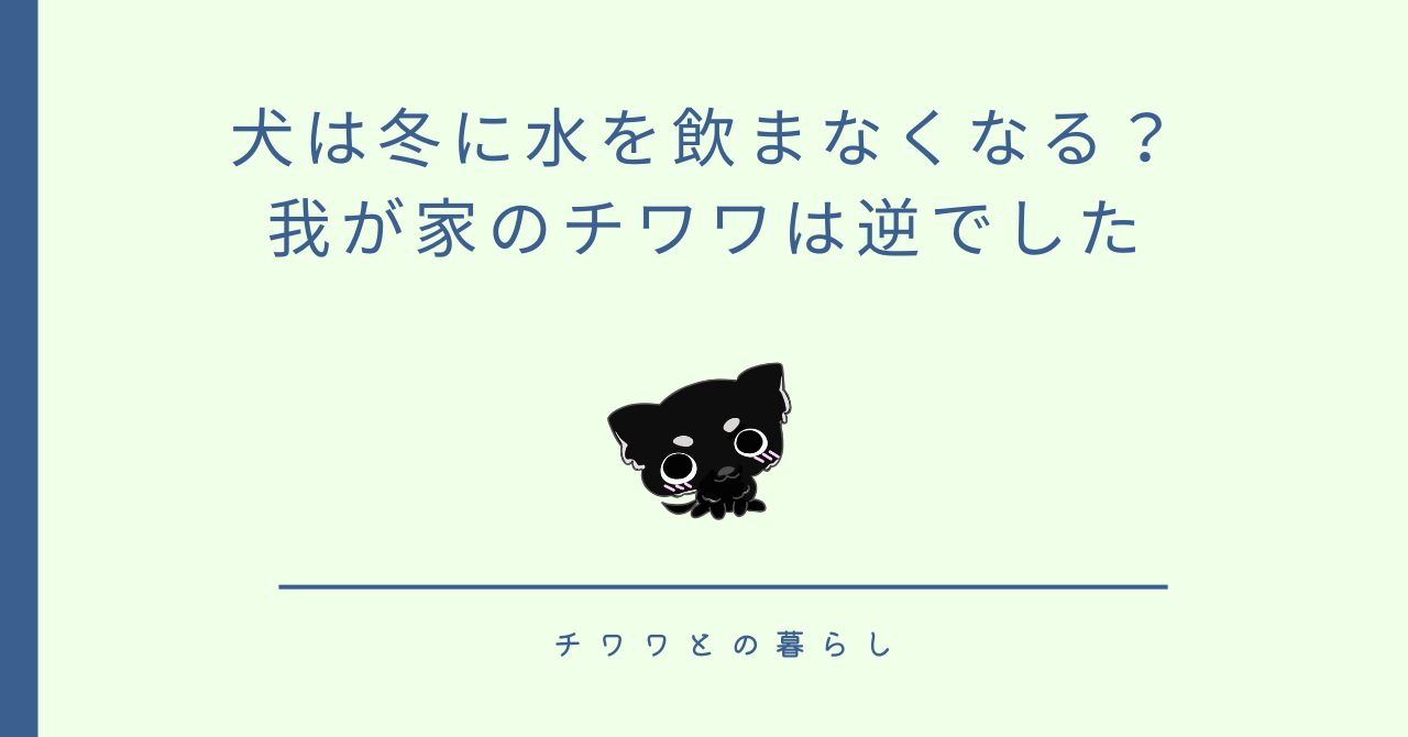 犬は冬に水を飲まなくなる?我が家のチワワは逆でした