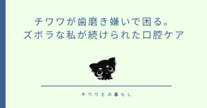 チワワが歯磨き嫌いで困る。ズボラな私が続けられた口腔ケア