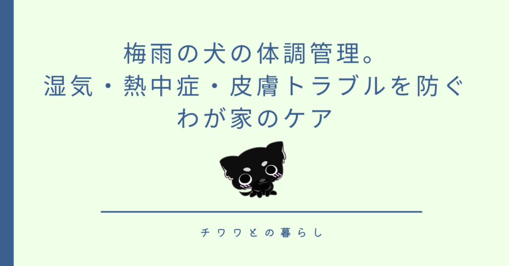 梅雨の犬の体調管理。湿気・熱中症・皮膚トラブルを防ぐわが家のケア