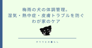 梅雨の犬の体調管理。湿気・熱中症・皮膚トラブルを防ぐわが家のケア