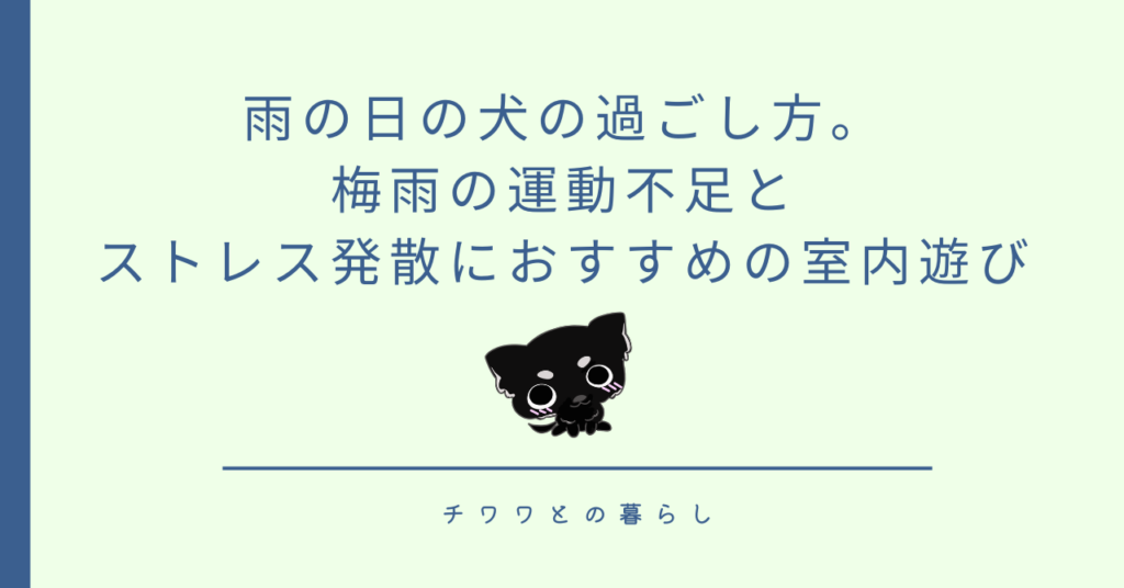 雨の日の犬の過ごし方。梅雨の運動不足とストレス発散におすすめの室内遊び