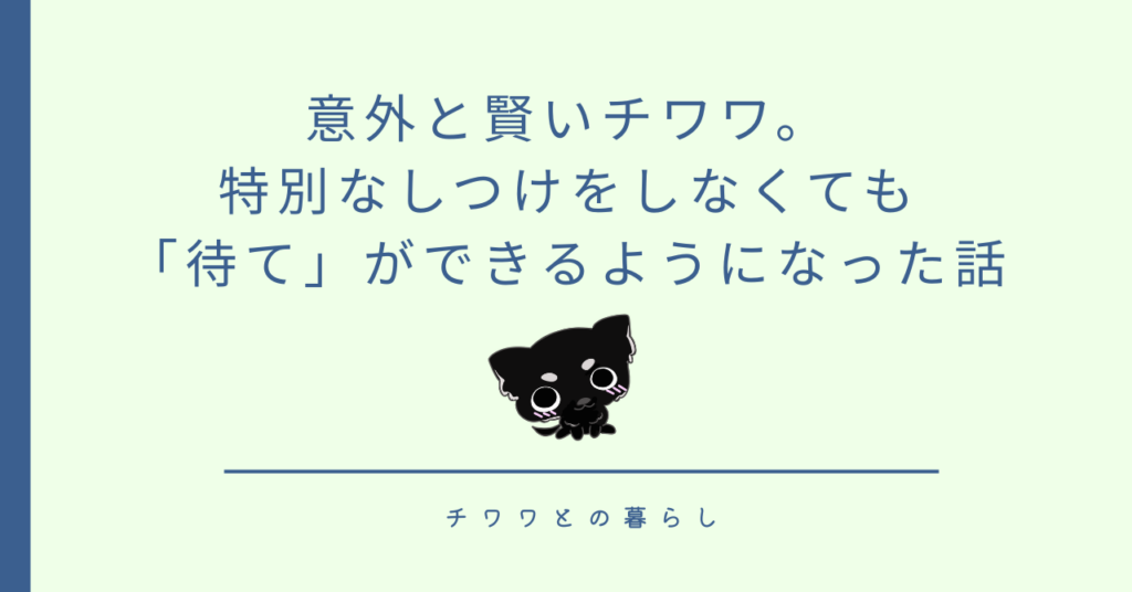 意外と賢いチワワ。特別なしつけをしなくても「待て」ができるようになった話