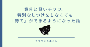 意外と賢いチワワ。特別なしつけをしなくても「待て」ができるようになった話